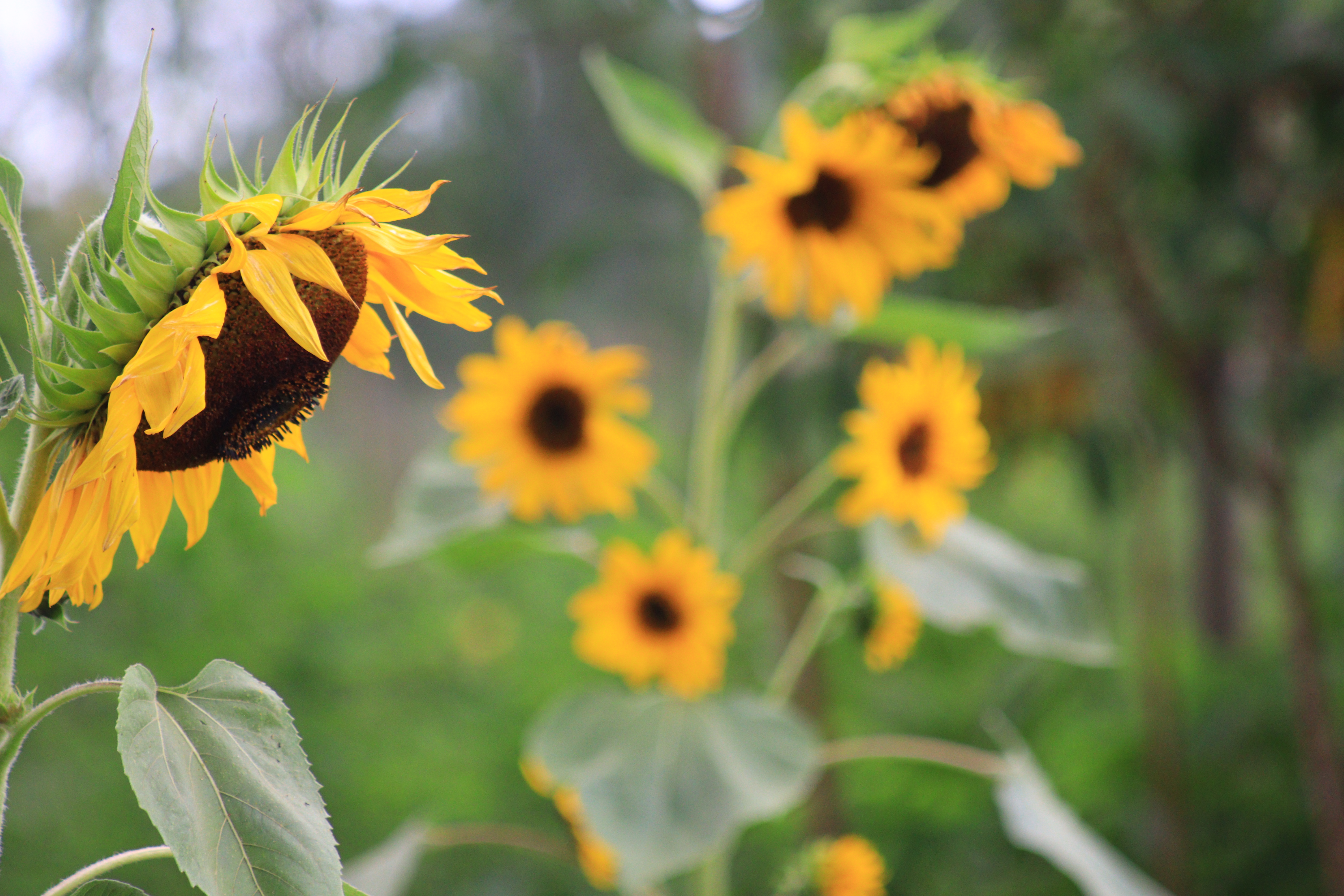 The Importance of the Sunflower Value Chain: A Catalyst for Economic Growth and Nutritional Security
