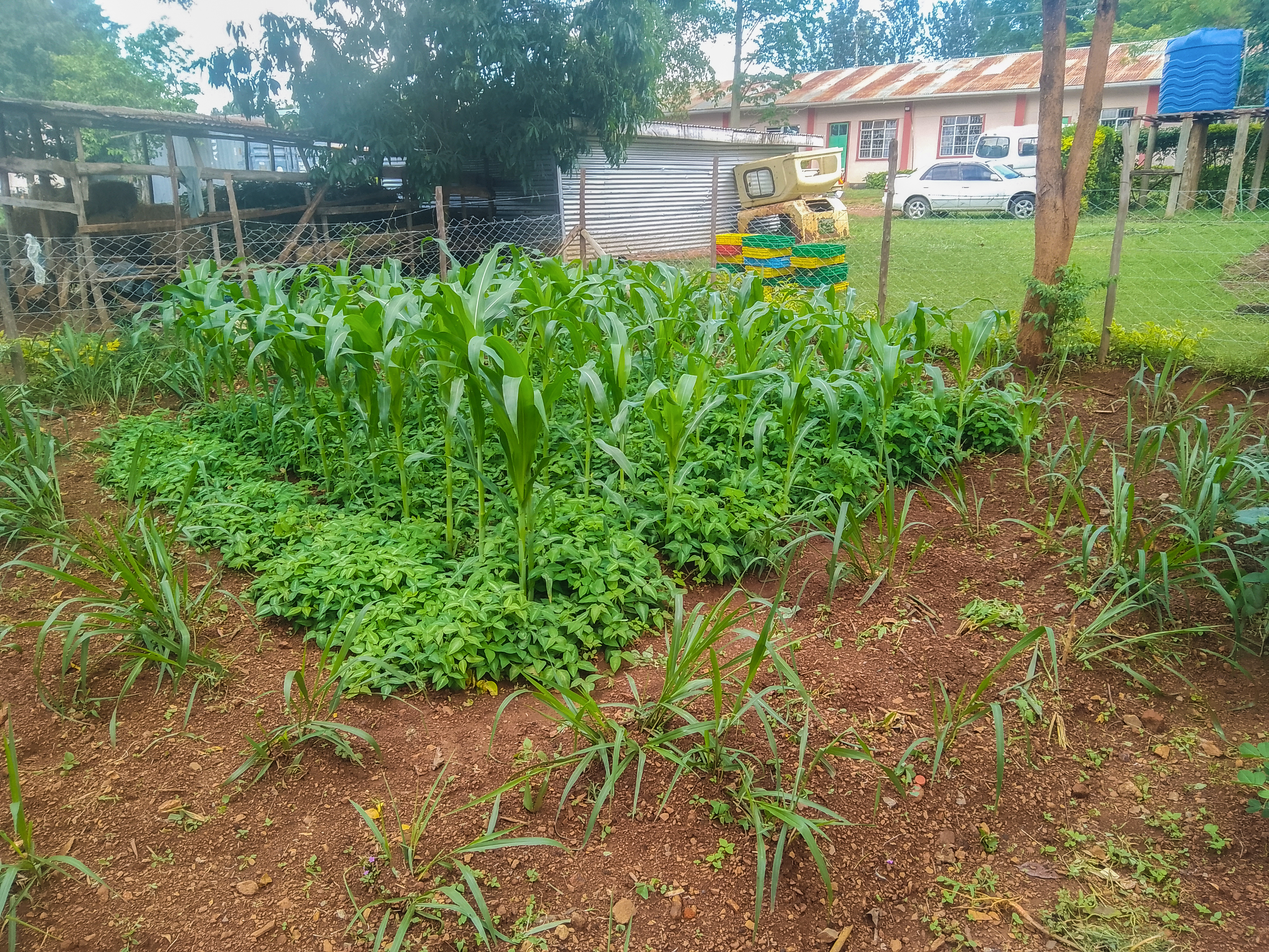 Nature's Answer to Food Insecurity: How Push-Pull Farming is Revolutionizing African Agriculture