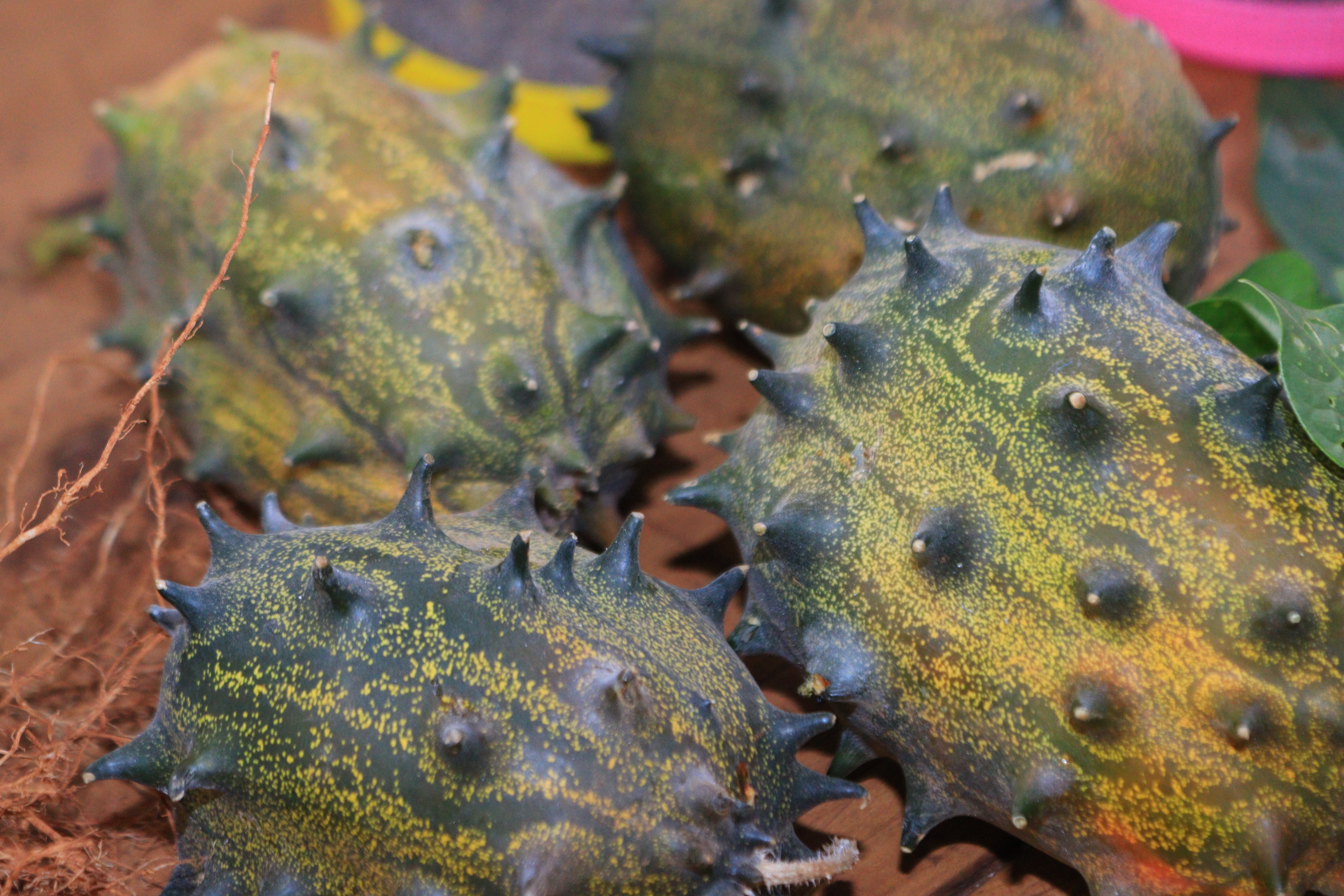 The Thorn Melon Revolution: How a Spiky Superfruit Is Nourishing Bodies, Empowering Farmers, and Fighting Climate Change