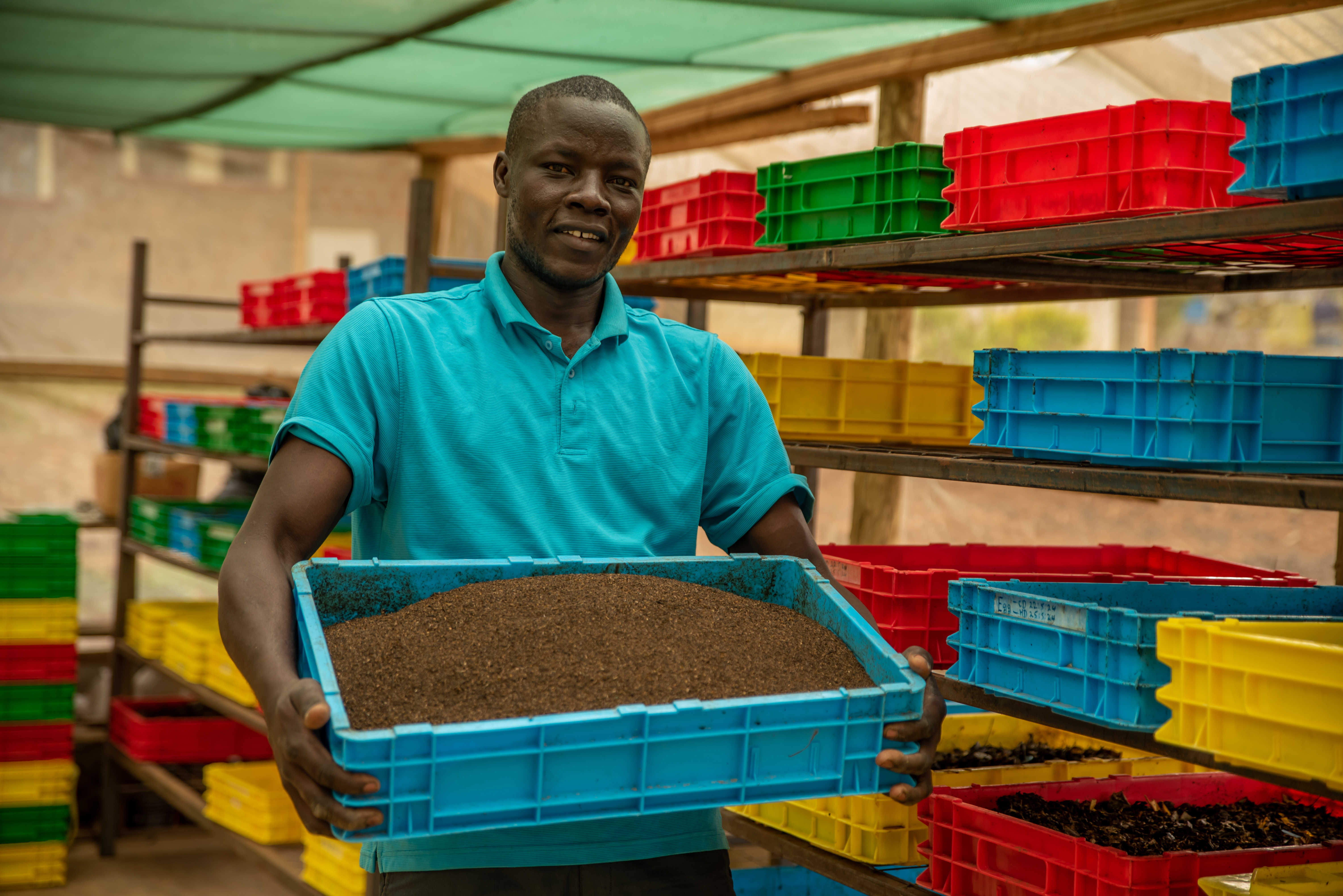 The Future of Farming: How Tiny Flies Are Solving Africa's Biggest Agricultural Problems