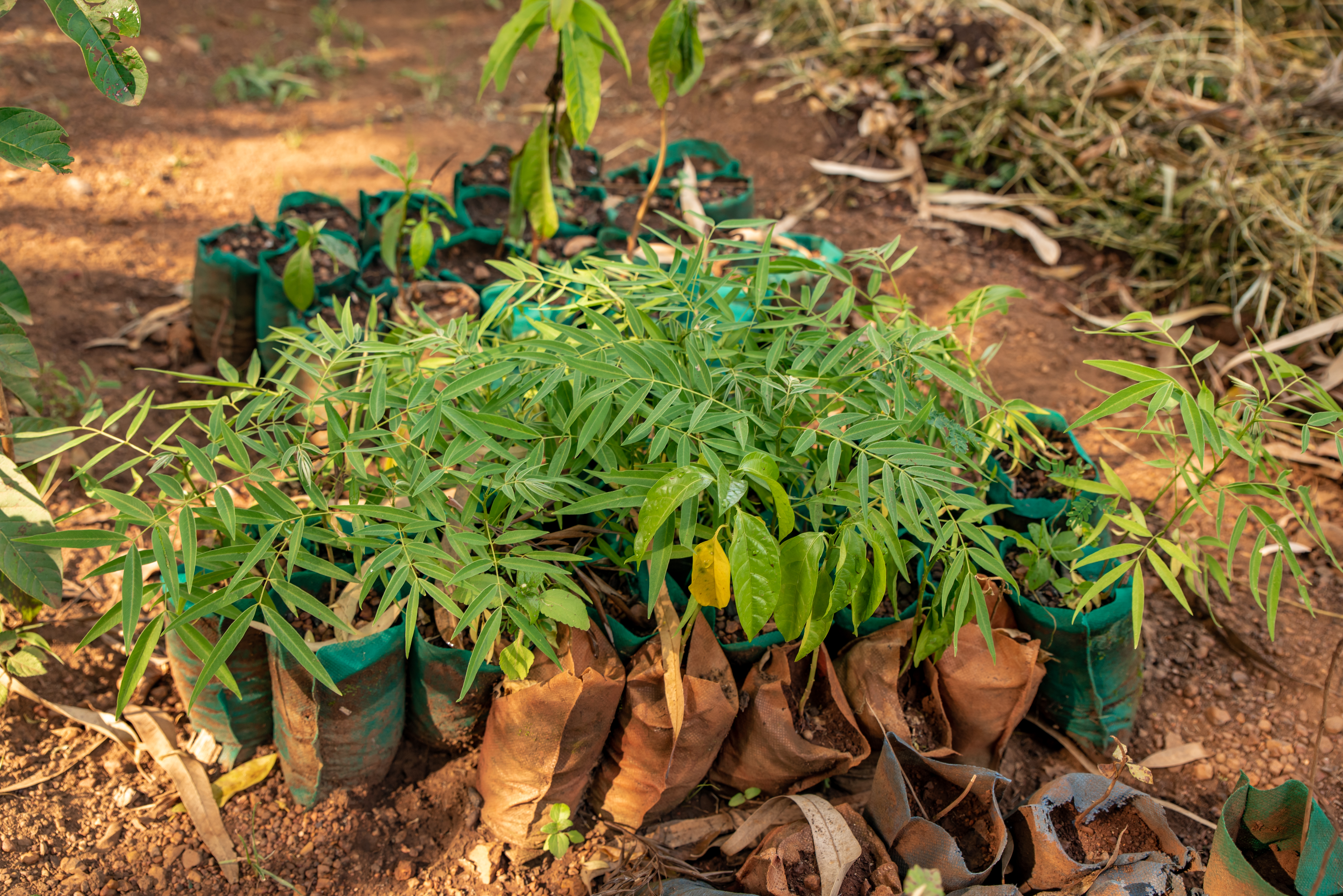 Rooting for the Future: How JAM's School Nurseries Are Advancing SDGs and Kenya Vision 2030