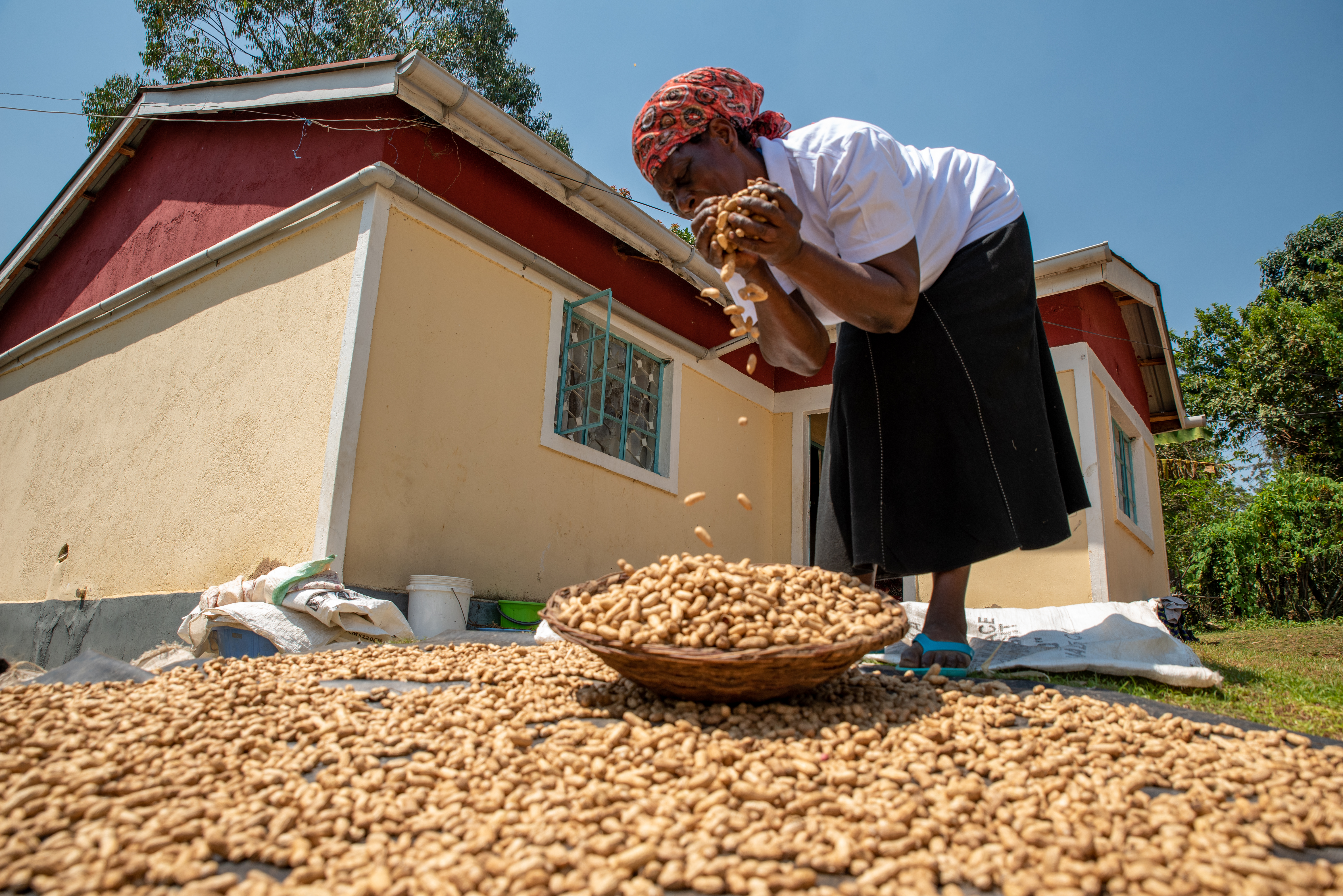Seeds of Change: How JAM is Cultivating Economic Freedom Through Groundnut Agribusiness